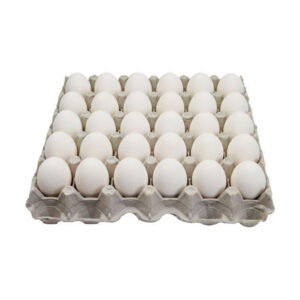 Fresh Chicken Egg